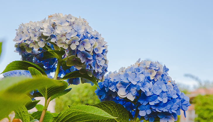 bunga, biru, kelopak, mekar, Taman, tanaman, alam