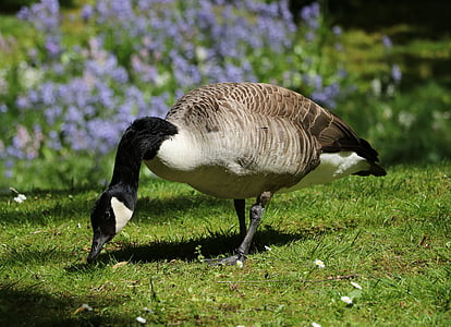 goose, canada goose, bird, water bird, nature, wild goose, animals