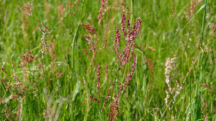 meadow, summer, sorrel, red, nature