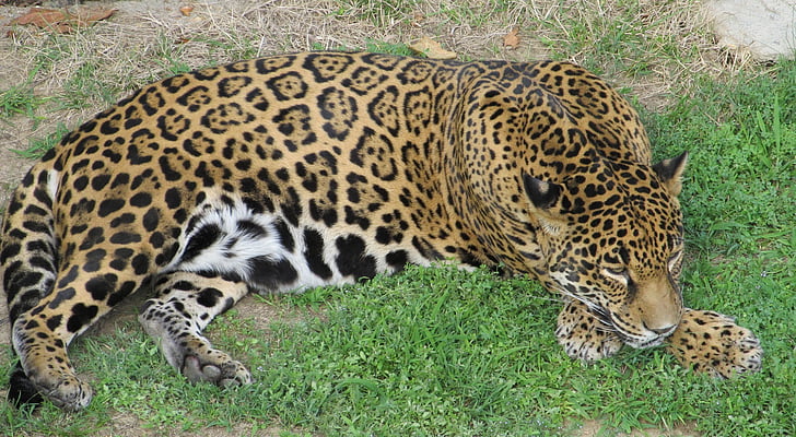 Jaguar, velká kočka, kočkovitá šelma, savec, predátor, masožravec, volně žijící zvířata