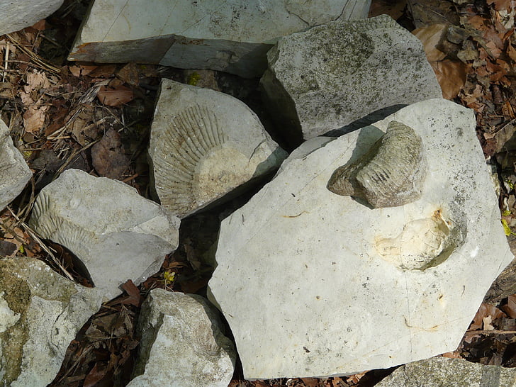 kameny, vápno, fosilie, vápenec, bílá jura, Švábská Alba, perisphinctes