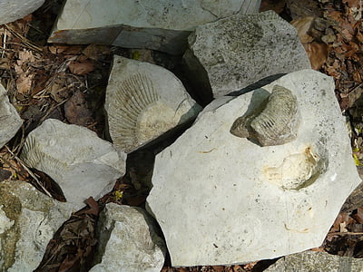pedras, limão, fósseis, pedra calcária, branco jura, alb de Swabian, perisphinctes