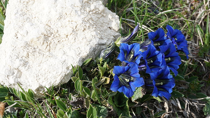 bleu, alpin, fleur Alpine, Tyrol, montagnes, nature, Italie