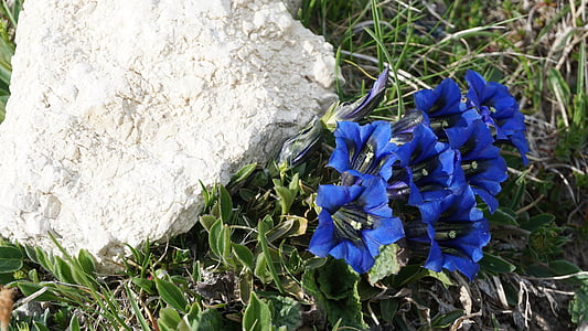 albastru, alpin, floare alpine, Tirol, Munţii, natura, Italia