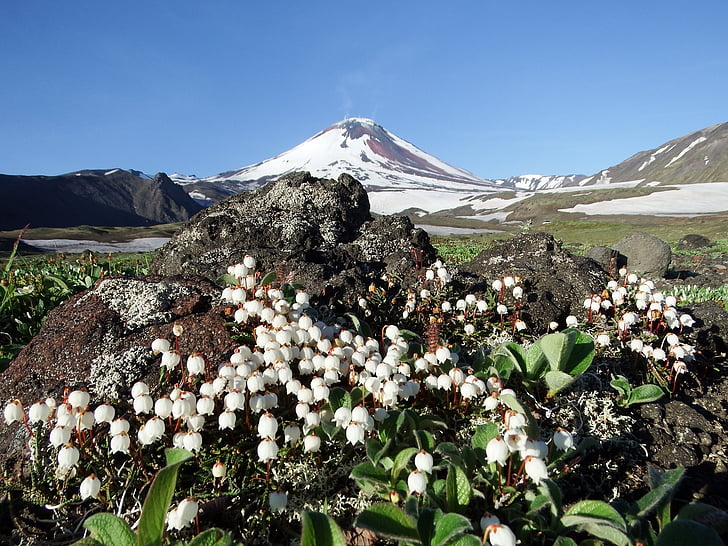 the volcano avachinsky, summer, flowers, mountain plateau, kamchatka, peninsula, landscape