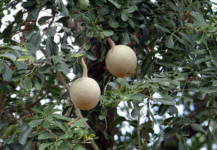 slon jablko, Monkey ovoce, tvaroh ovocný, kaitha, ovoce, limonia acidissima, Feronia elephantum
