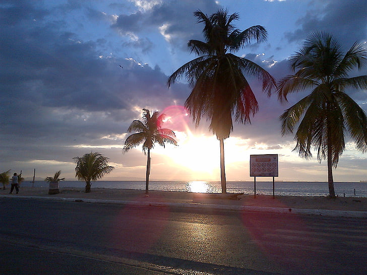 palmiers, plage, coucher de soleil, paysage, palmier, mer, climat tropical
