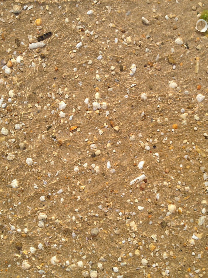 Ocean, vesi, Shell, Sand, Seashell, Sea, Luonto