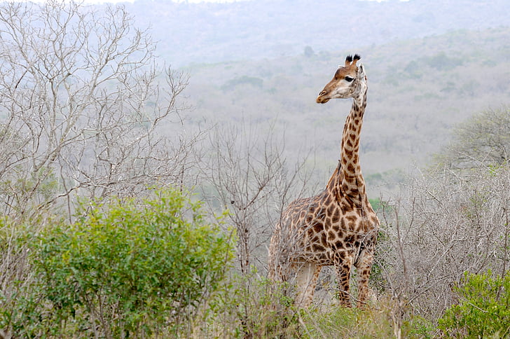 Afrique du Sud, Hluhluwe, girafe, paysage, animal sauvage, l’Afrique, animaux Safari