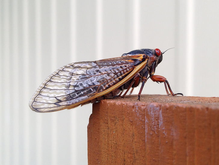 періодичні цикади, cicada періодичне видання, cicada, 17 рік, Сімнадцять рік, Комаха, Північна Америка