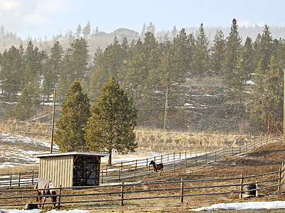 mặt trời và tuyết, điên tiết, tuyết, thời tiết, cảnh quan, con ngựa, Sunny
