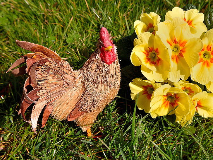 hen, primrose, rush, yellow, flower, spring, meadow