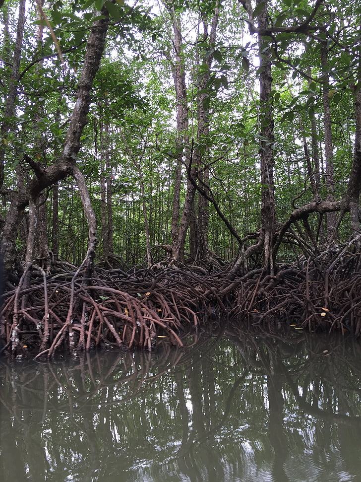 mangrove, Philippines, arbres, nature, marais, en plein air, environnement