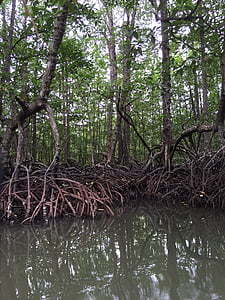 mangrovie, Filippine, alberi, natura, palude, all'aperto, ambiente
