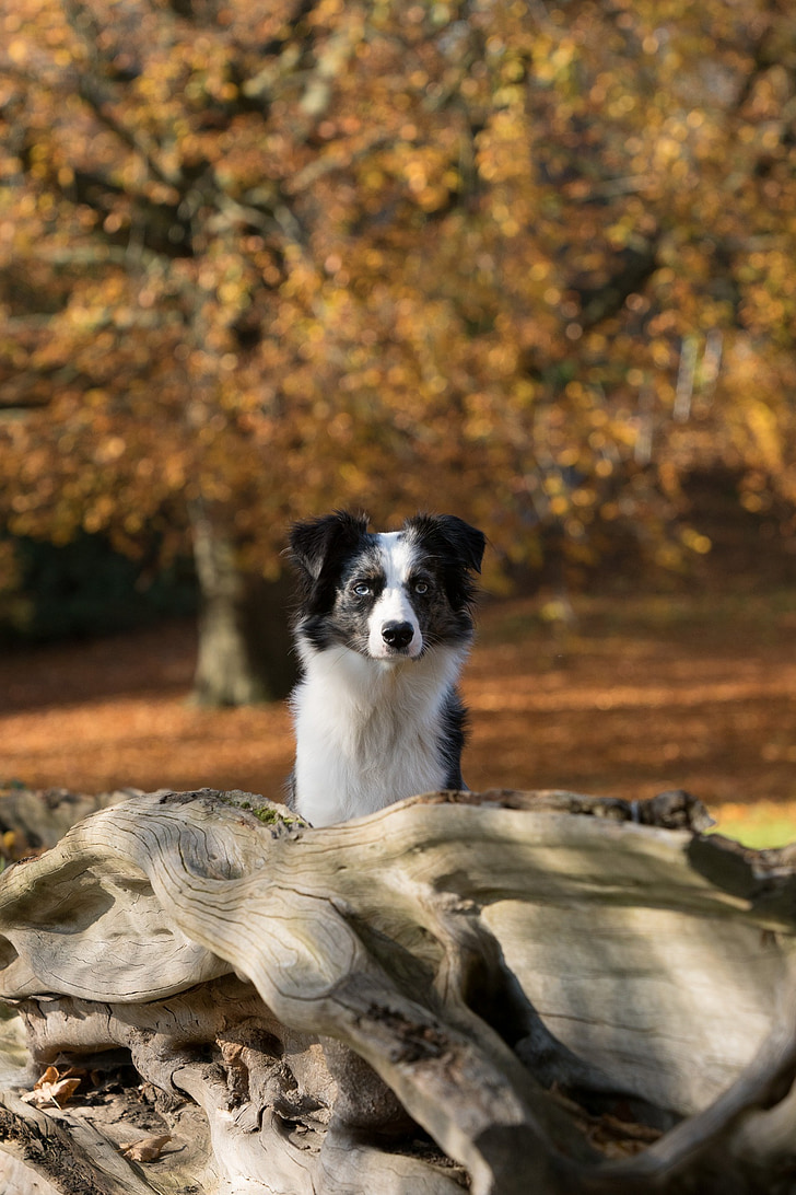 mini pastor australiano, cão, árvore, Outono, animais de estimação, animal, ao ar livre