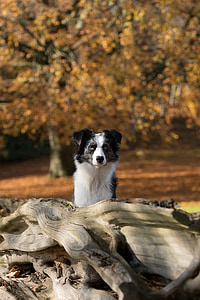 australian shepherd mini, dog, tree, autumn, pets, animal, outdoors