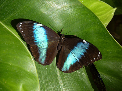 butterfly, blue morpho, insect, tropical, nature