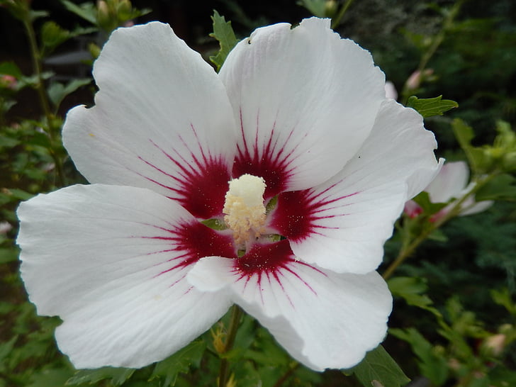 Hibiscus, blomma, naturen