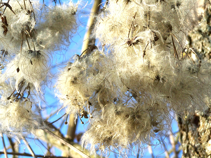 clematis, nature, white
