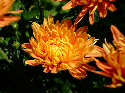 orange flower, flower, bloom, blossom, nature, plant, petal