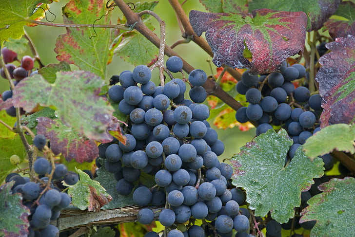 berba, grožđe, vijak, vinograd, priroda, list, brda