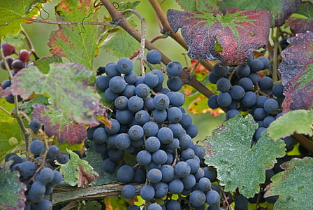 vīnogu novākšanas, vīnogas, skrūve, vīna dārzu, daba, Leaf, pakalni