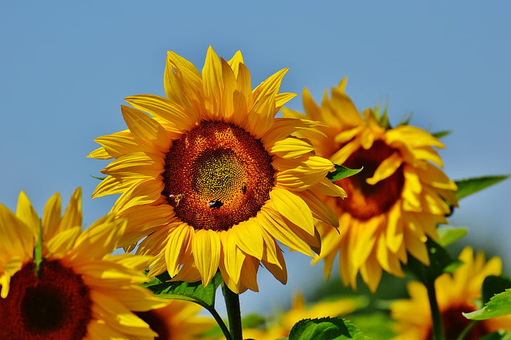 suncokret, pčele, ljeto, vrt, cvijet, cvatu, žuta