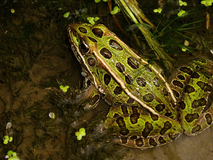 leopard frog, portrait, green, spots, wildlife, nature, water