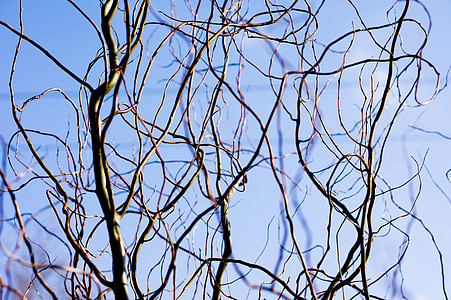 branches, tree, tree branches, nature, growth, stem, winter