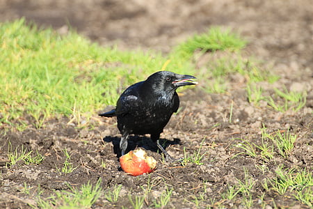 crow, raven, raven bird, black, bird, rook, songbird
