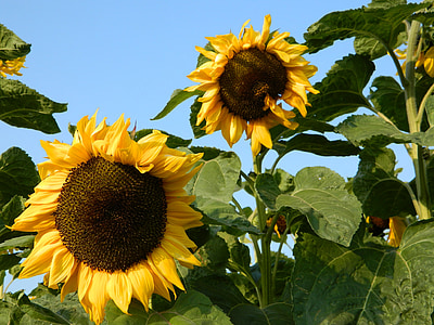bunga matahari, matahari, musim panas, alam, Blossom, mekar