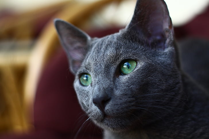 mačka, ruski, plava, oči, u blizini, sivo krzno