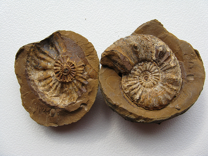 ammonites, fossiilid, peajalgsete, välja surnud, ammonoidea, lubjakivi, fossiilide kollektsiooni