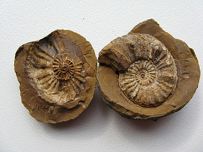 Ammoniteszek, fosszília, Fejlábúak, kihalt, Ammoniteszek, mészkő, fosszilis gyűjtők