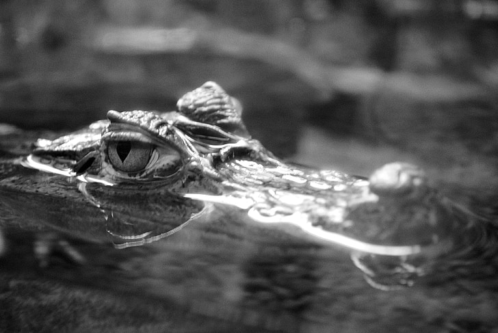 the eye of the crocodile, aquatic predator, black and white, hunter