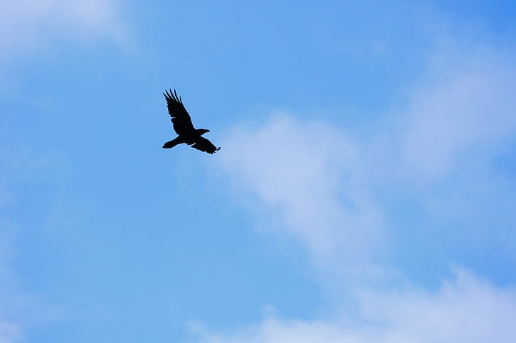 Varis, musta, sininen, taivas, pilvet, kontrasti, Raven lintu