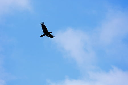 Corb, negre, blau, cel, núvols, contrasten, Corb ocell