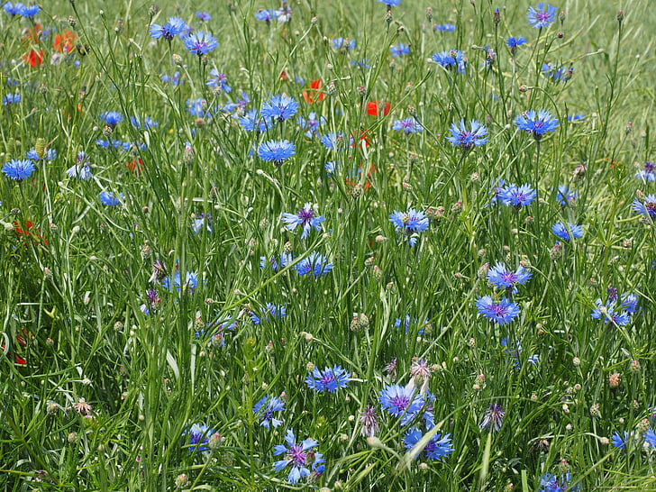 chrpy, kornblumenfeld, květ, květ, Bloom, modrá, fialová