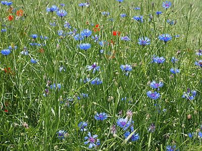 矢车菊, kornblumenfeld, 花, 开花, 绽放, 蓝色, 紫色