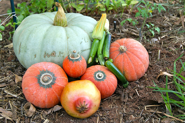 vegetables, pumpkin, zucchini