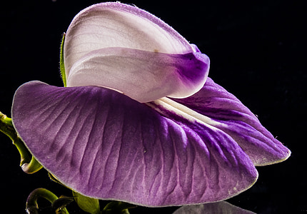 kleine Blume, Blume, violett, lila, in der Nähe
