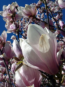 magnolia, ornamental, tree, garden, beauty, pink flower