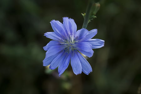kwiaty, Natura, Latem, Niebieski Kwiat, wiosna, niebieski, kwiat