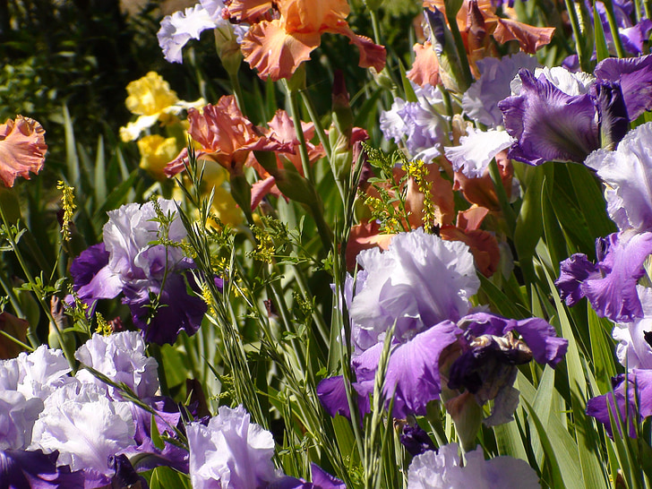 Taman, Iris, alam, musim panas, Cantik, alam, warna-warni