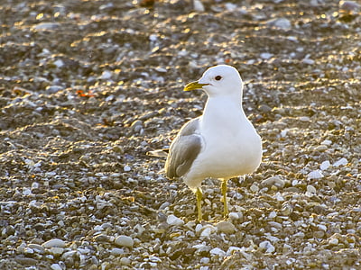 Mew gull, chim mòng biển, con chim, nước chim, Thiên nhiên, động vật