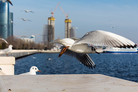 seagull, flight, bird, white, gulls, water, sky