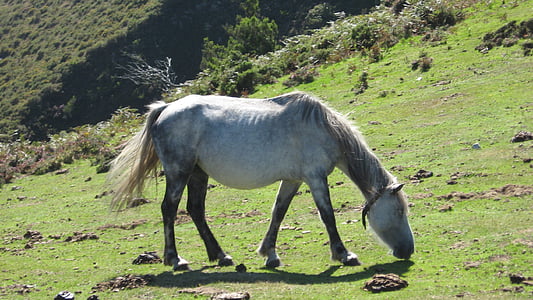 лошадь, Животные, Природа, трава, горы, белый цвет, персонаж