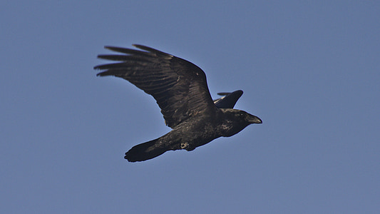 Corbeau, Flying, noir, bleu, animal, sauvage, faune