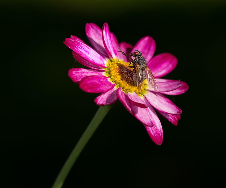 flue, flower, pink, insect, one animal, fragility, petal