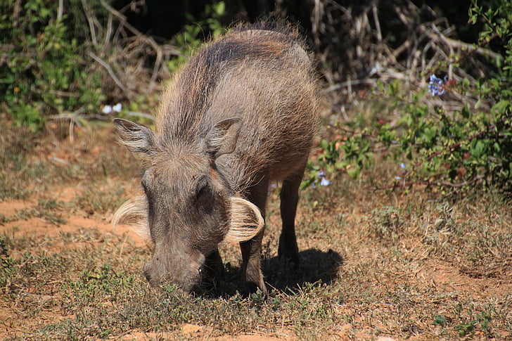 Warthog, África, cerdo, animal, animal salvaje, flora y fauna, mundo animal